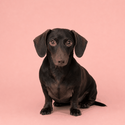 Perro salchicha chocolate realista generado y animado